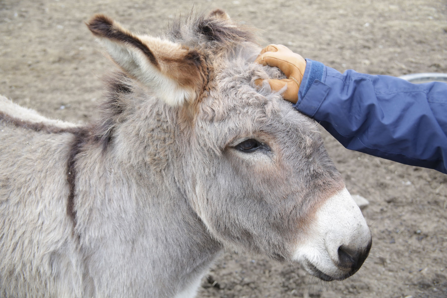 Erin's Farm animal sanctuary